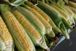 Sweet Corn