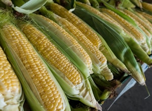 White maize