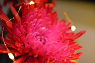 A vibrant pink and red flower with numerous petals is in focus. Soft lighting creates a warm atmosphere, and a string of small yellow fairy lights is wrapped around the flower, adding a gentle glow.