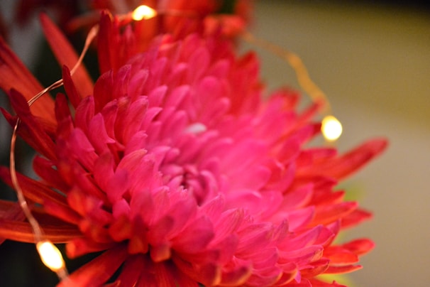 A vibrant pink and red flower with numerous petals is in focus. Soft lighting creates a warm atmosphere, and a string of small yellow fairy lights is wrapped around the flower, adding a gentle glow.