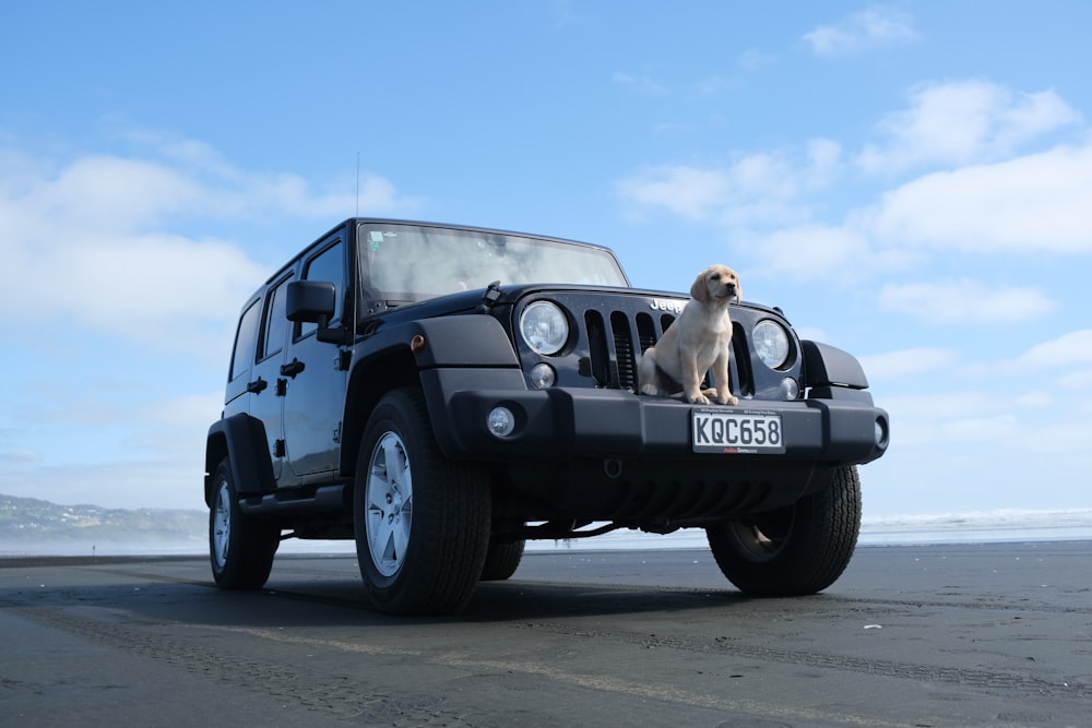 yellow Labrador retriever in front of black SUV