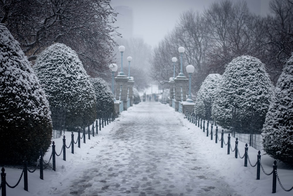 snow covered plants and ground