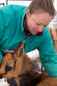 A person wearing a green jacket is gently interacting with a brown and black goat. The setting appears to be indoors, possibly a pen or enclosure.