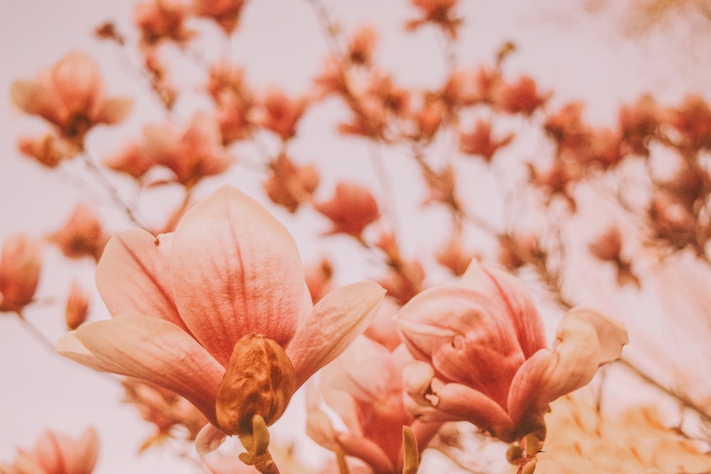 closeup photography of flowers