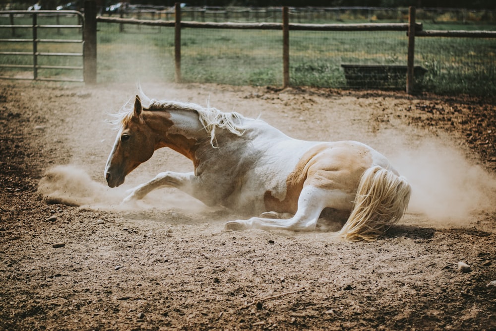 white and brown horse