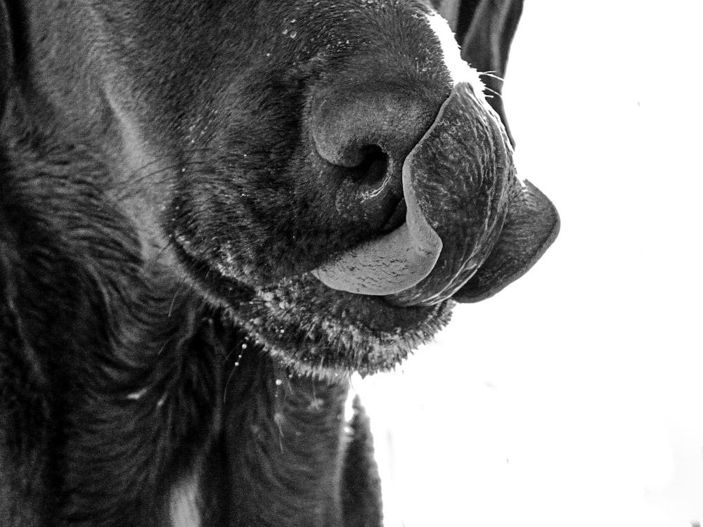 a black and white photo of a cow's nose