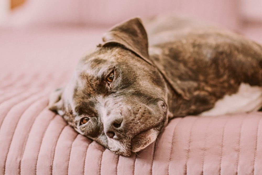 adult brindle dog lying in bed