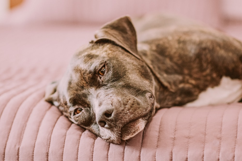 Ausgewachsener gestromter Hund liegt im Bett