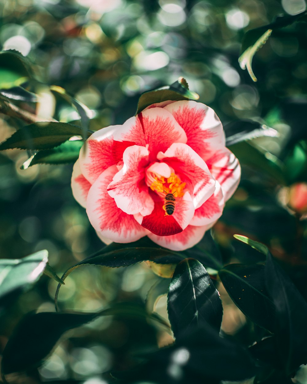 white and red flower