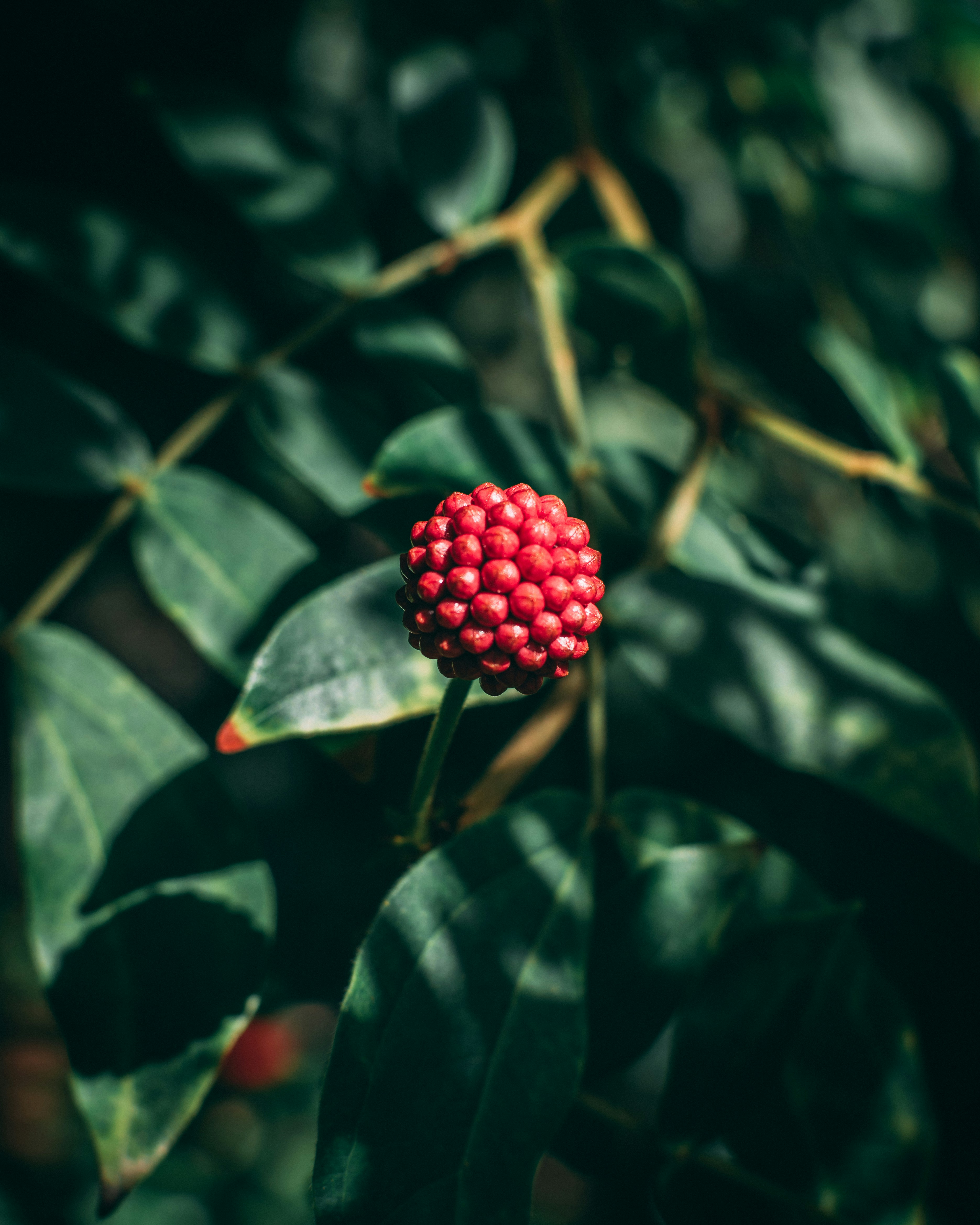 Photo by jacobscamera