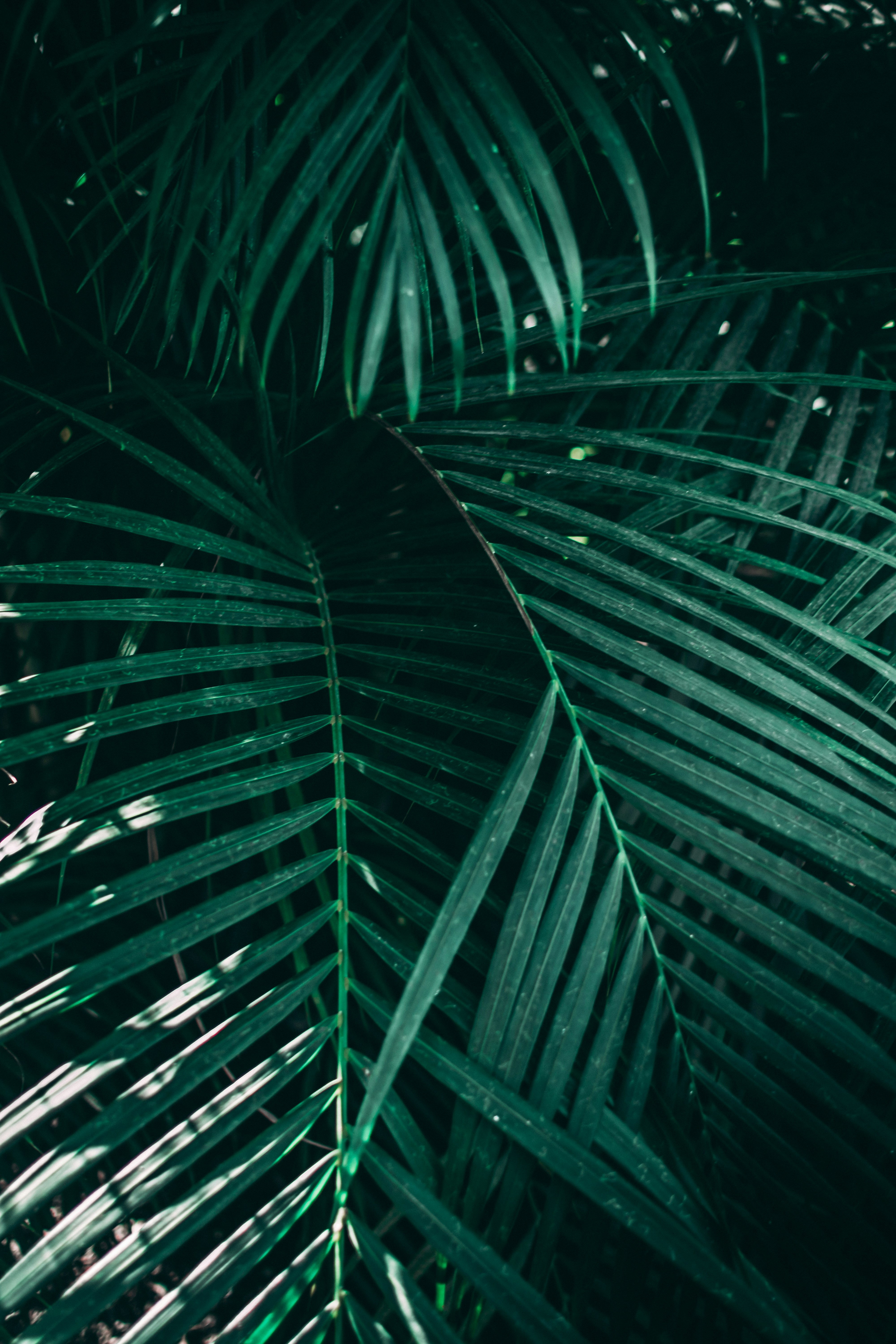 Photo by jacobscamera