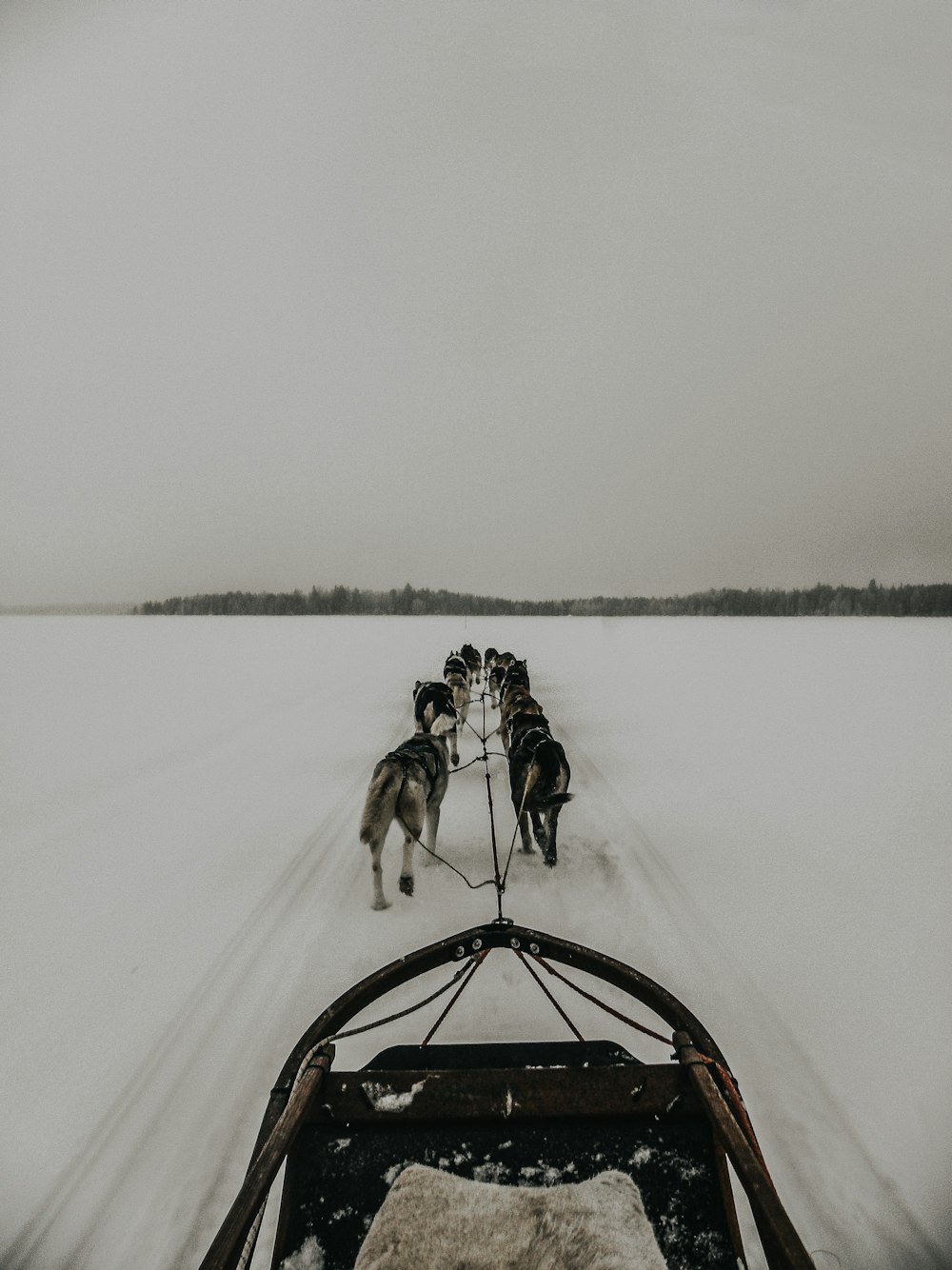 group of dogs and a sleigh