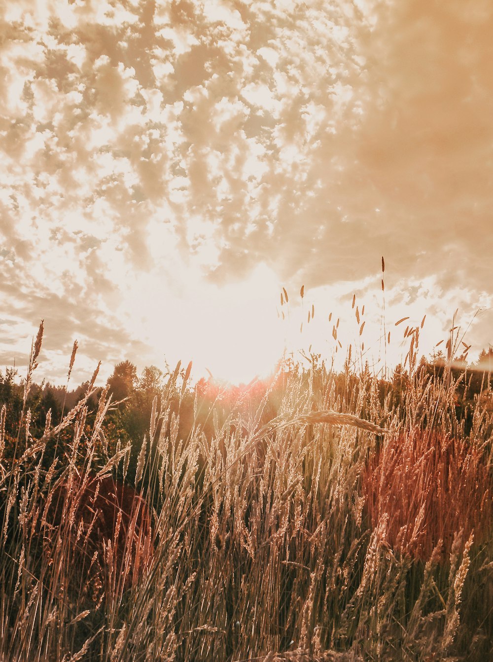 wheat field