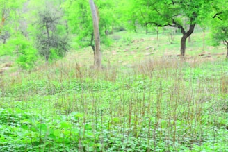 A vibrant landscape of restored drylands dotted with native plants and thriving crops.