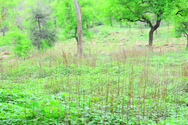 A vibrant landscape of restored drylands dotted with native plants and thriving crops.