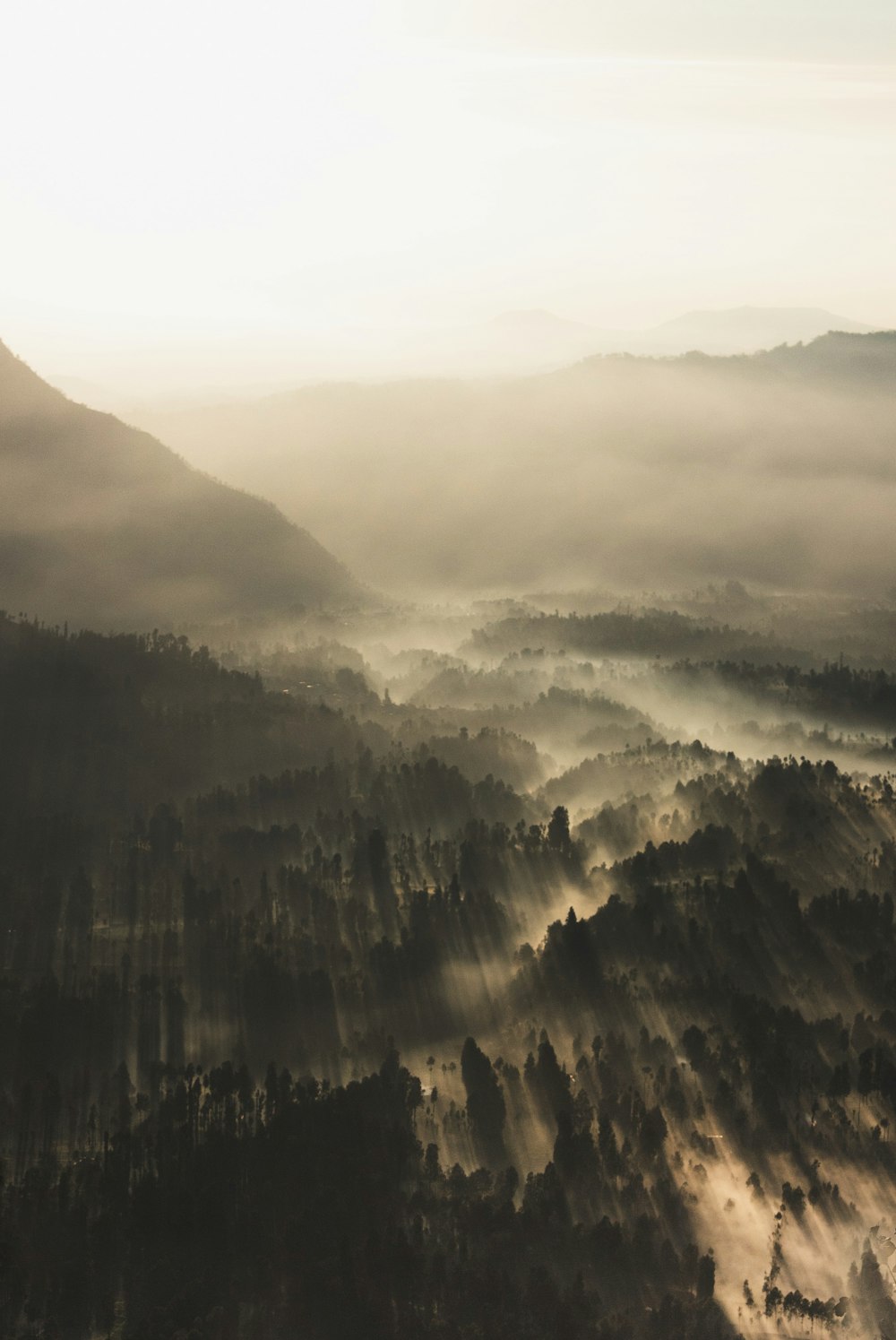 forest surrounded by fogs during daytime