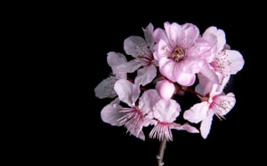 Cherry Blossom Elegance