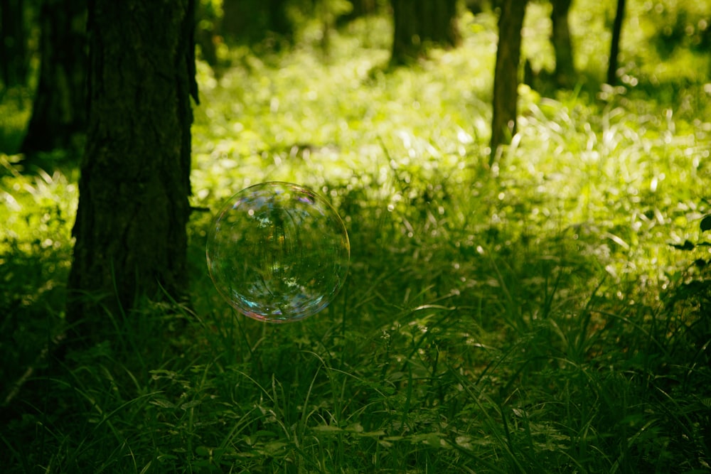 bubbles on green grass near tree