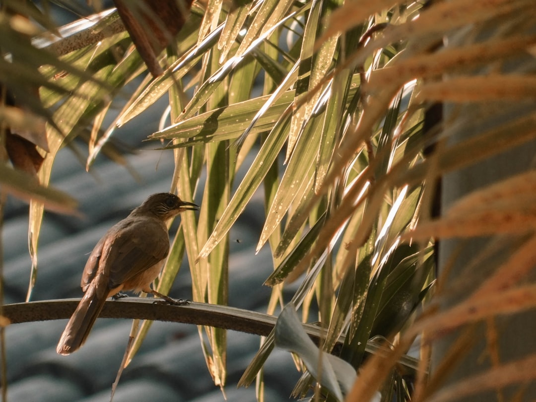 brown bird on tree branch