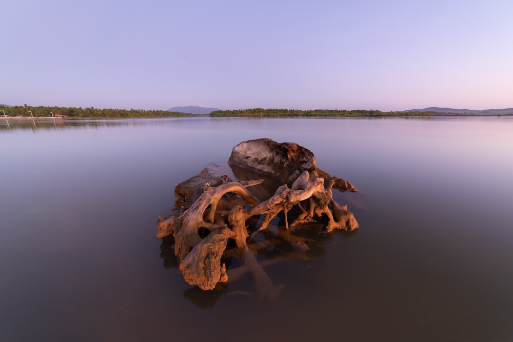 brown driftwood