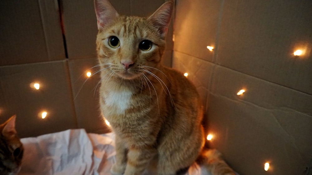 gato marrón sentado dentro de la caja