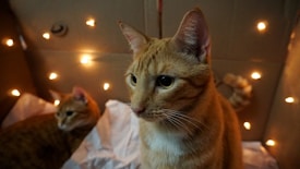 Two orange tabby cats are surrounded by small, warm-colored string lights. The cats are in a cardboard box with soft white paper underneath them. One cat is in the foreground, looking to the side, showing pronounced whiskers and a calm expression, while the other cat is in the background, partially blurred.