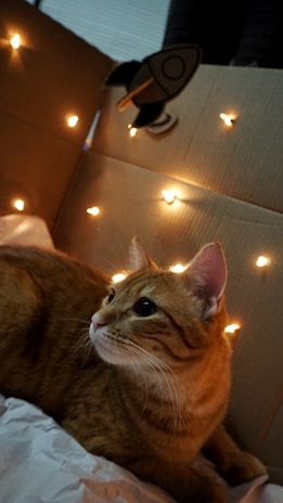 A ginger cat lies on a soft white surface inside a cardboard box. The box is decorated with small warm lights and a paper cutout of a rocket attached to the wall. The scene is cozy and whimsical, suggesting an imaginative space adventure.