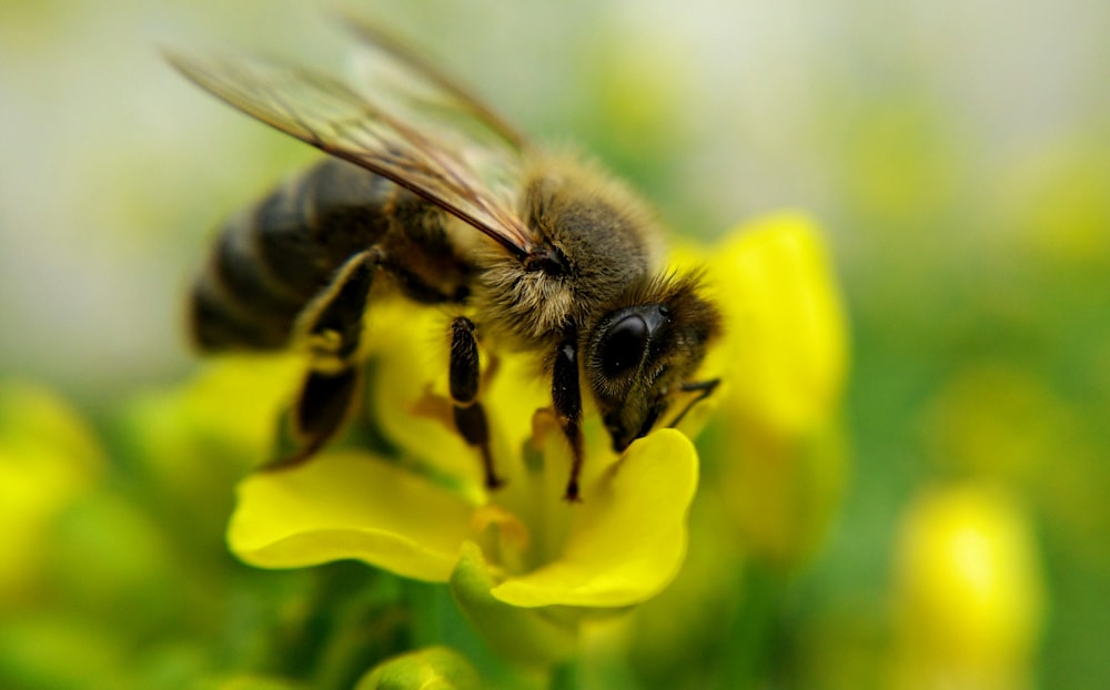 black and yellow bee on yellow flower