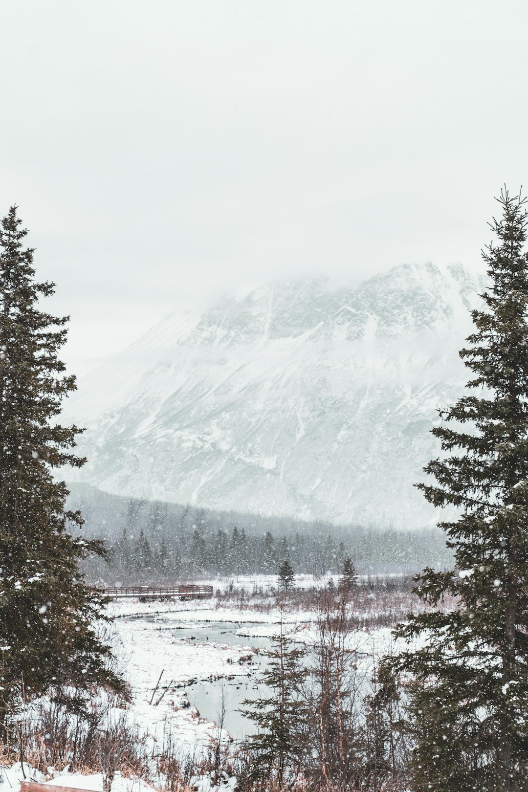 green trees on mountain with snow