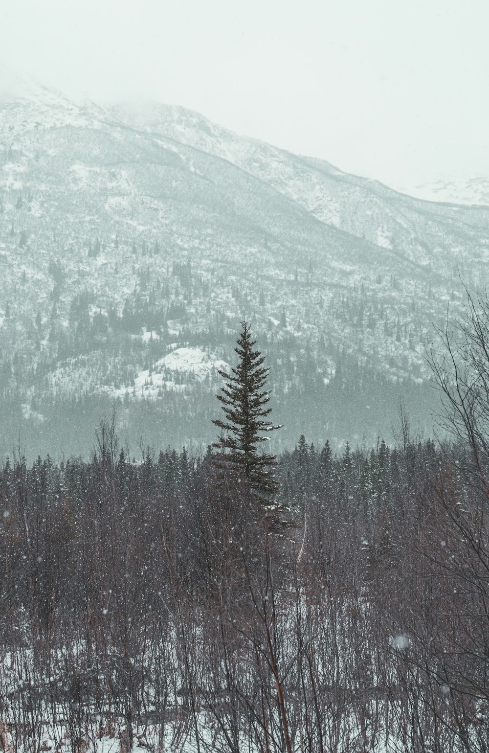 green trees on mountain