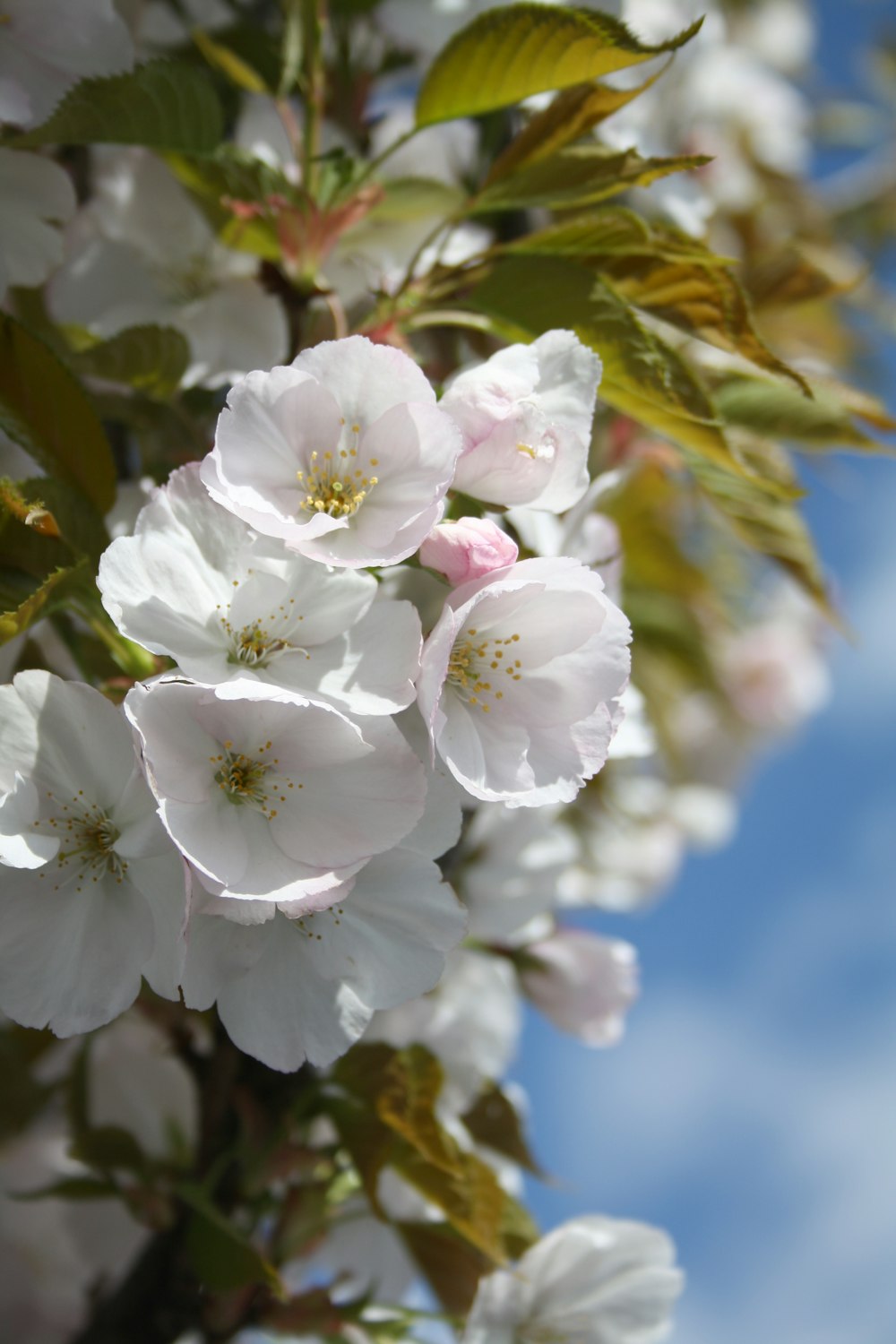 white-petaled flowers