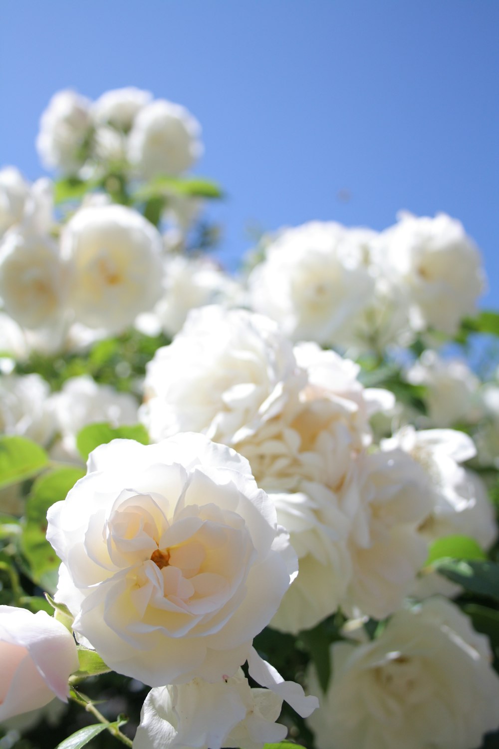 Fotografía de primer plano de la flor de rosa blanca