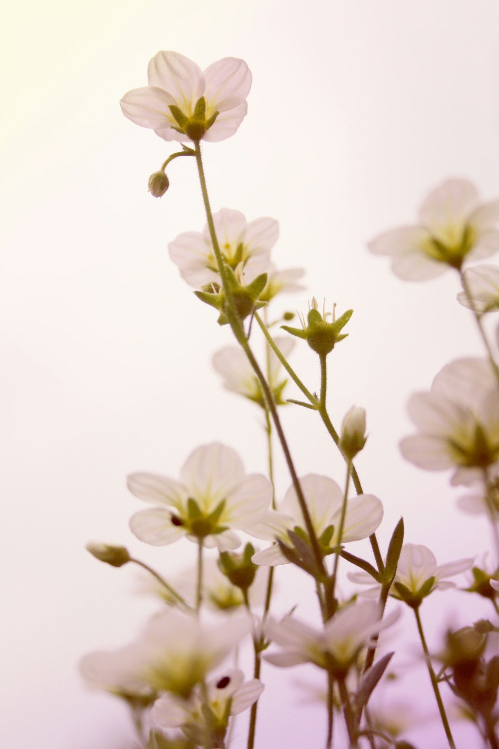 white flowers