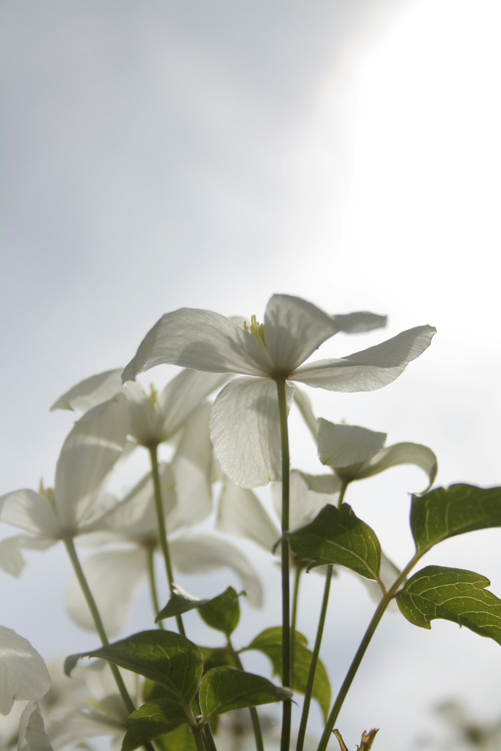 white petaled flowers during daytime