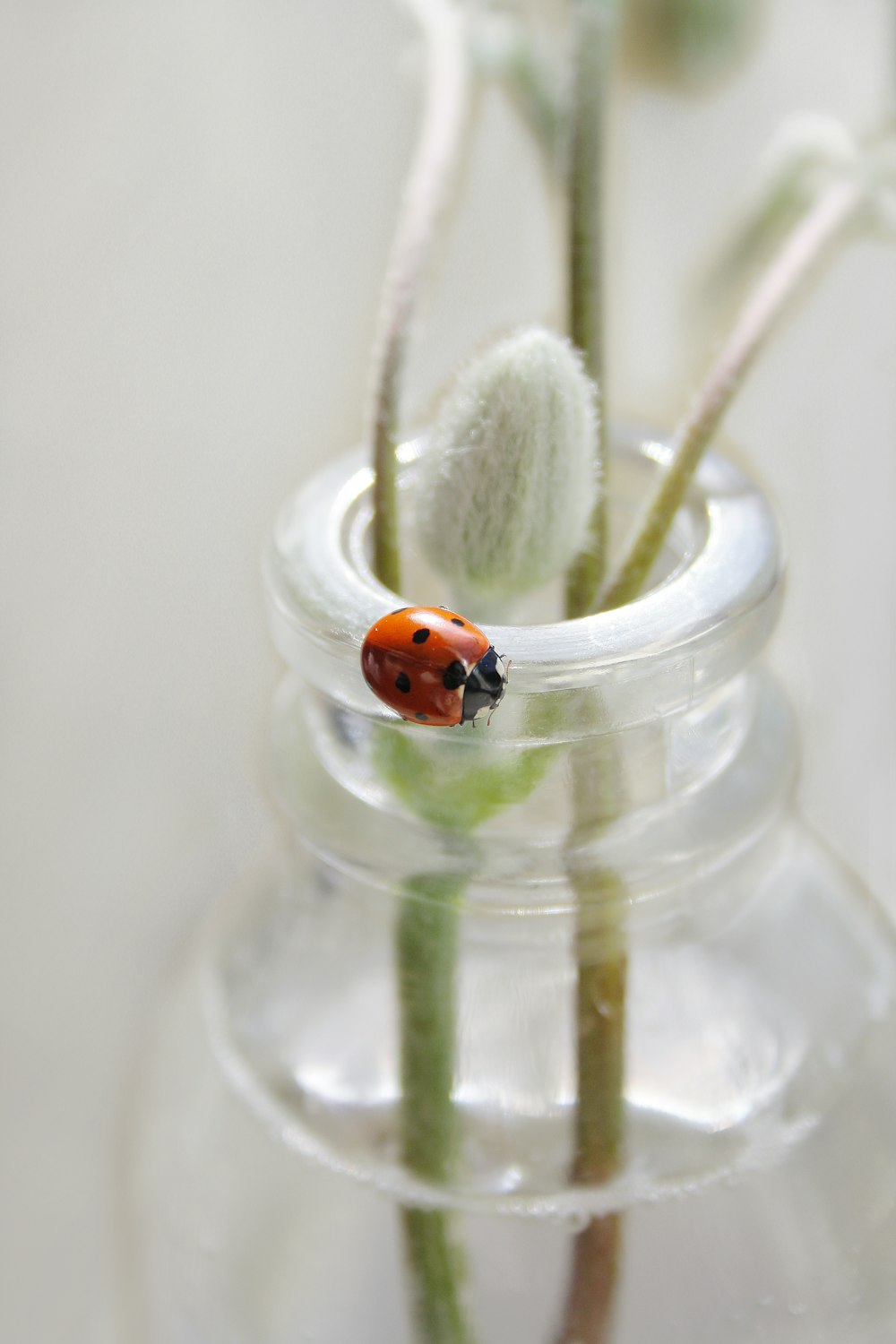 lady bug on clear glass bottle