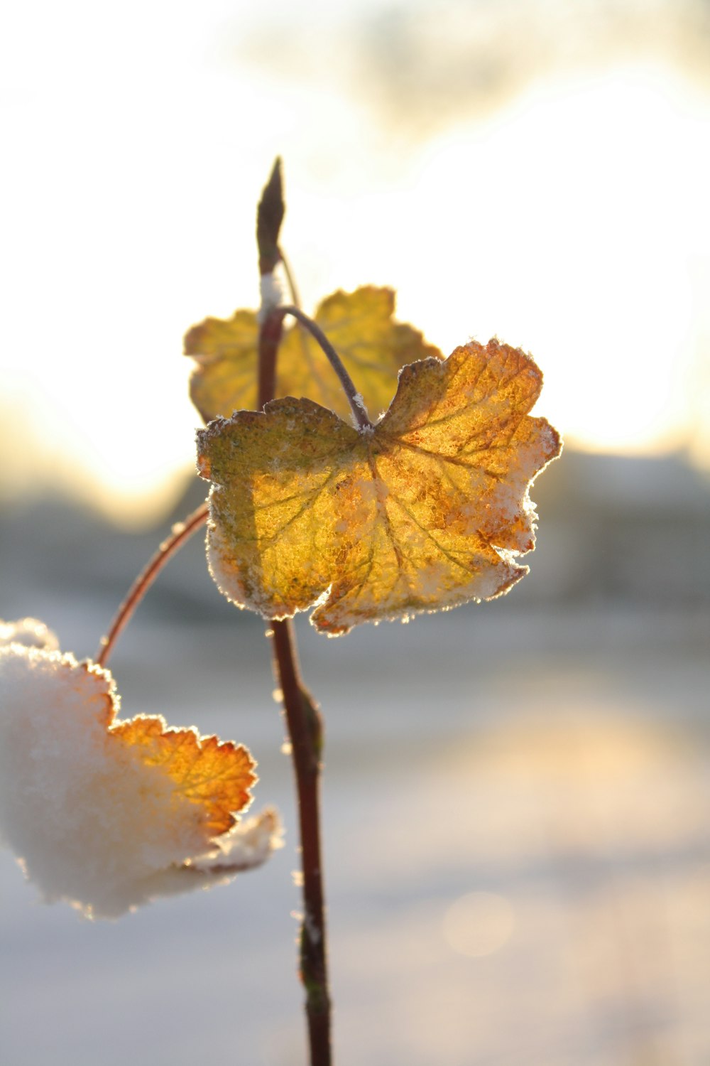 green and brown-leafed plant