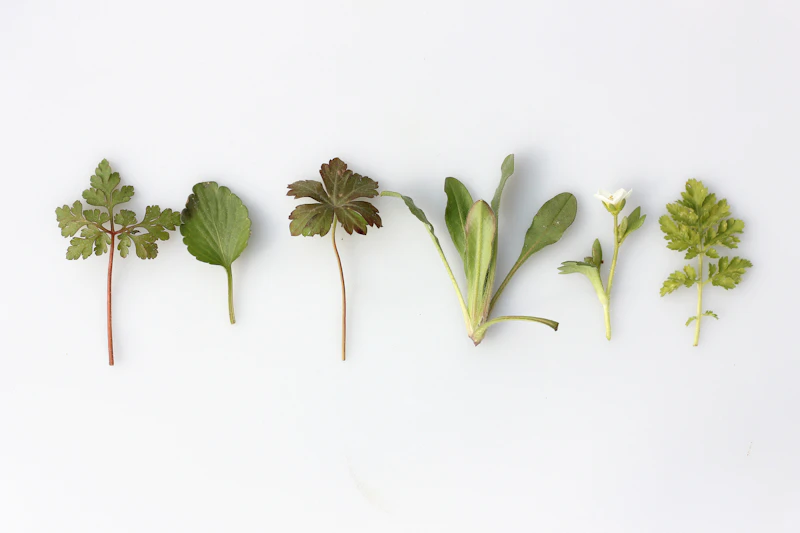 Leafy greens