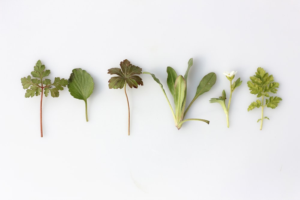 six légumes à feuilles