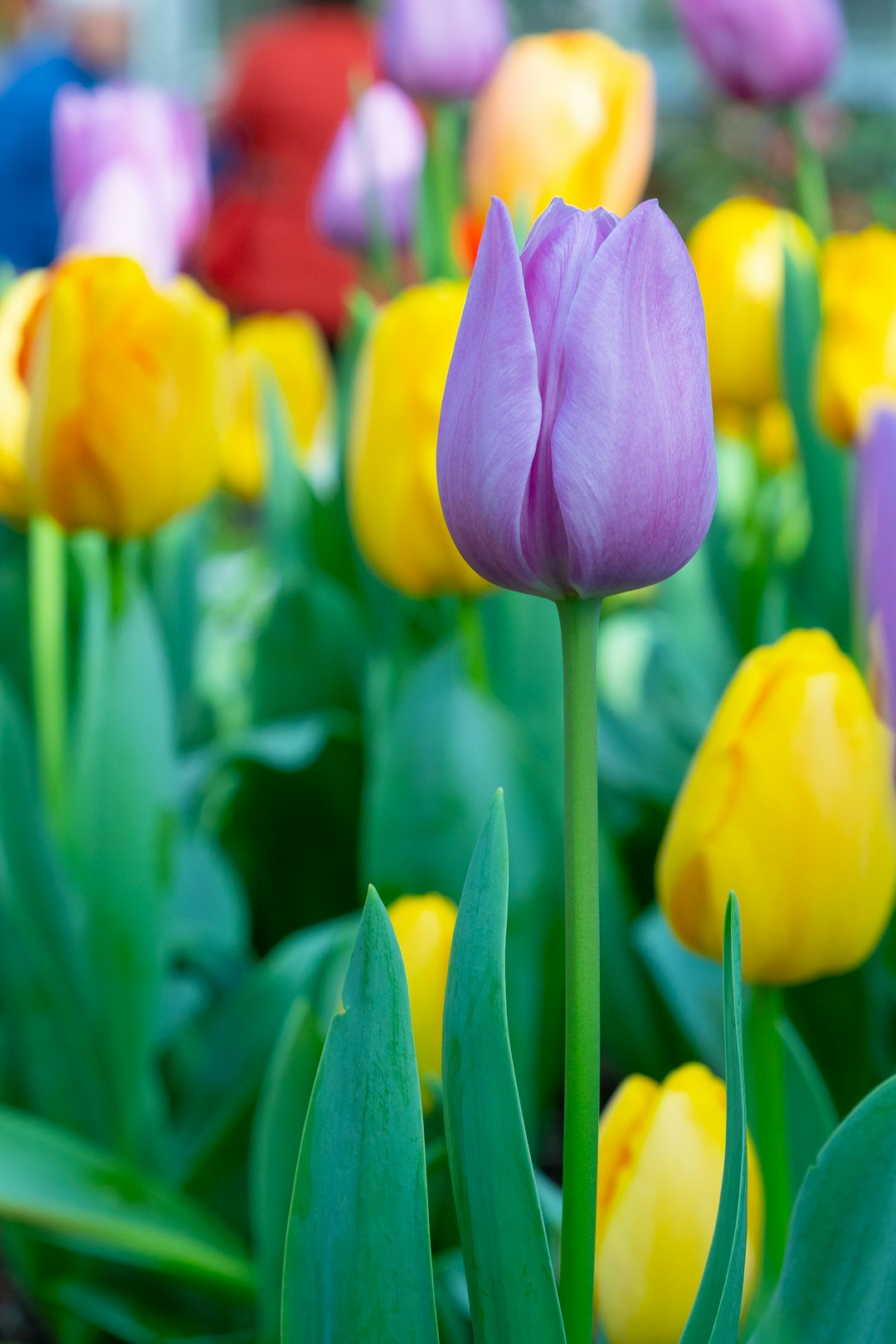 Best 500  Tulip Pictures HD Download Free Images on Unsplash Best 500  Tulip Pictures HD Download Free Images on Unsplash