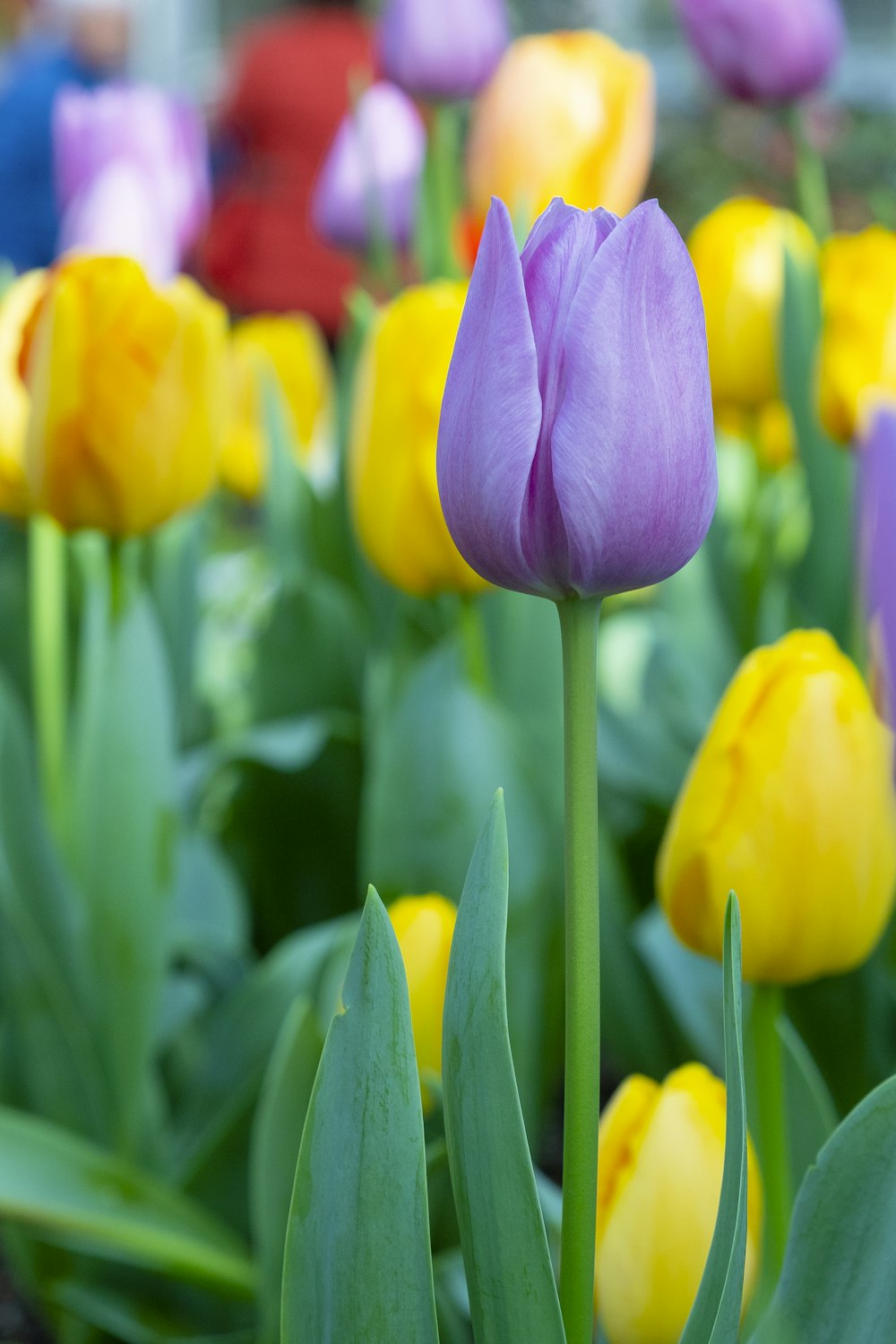 close-up photo of purple tulip flower