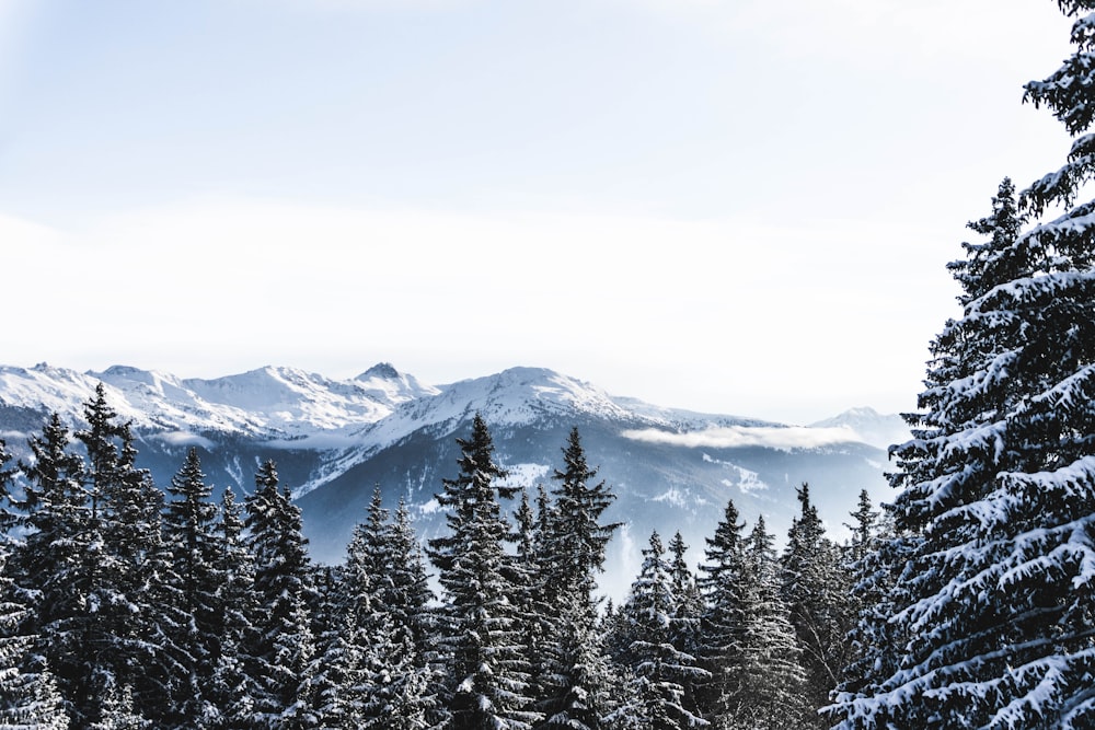 aerial photography of trees on slope of mountain covered with snow