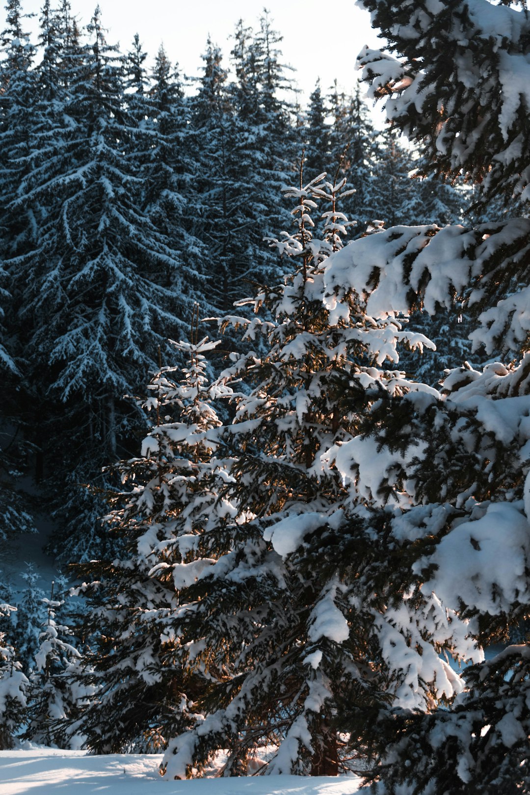 snow covered trees