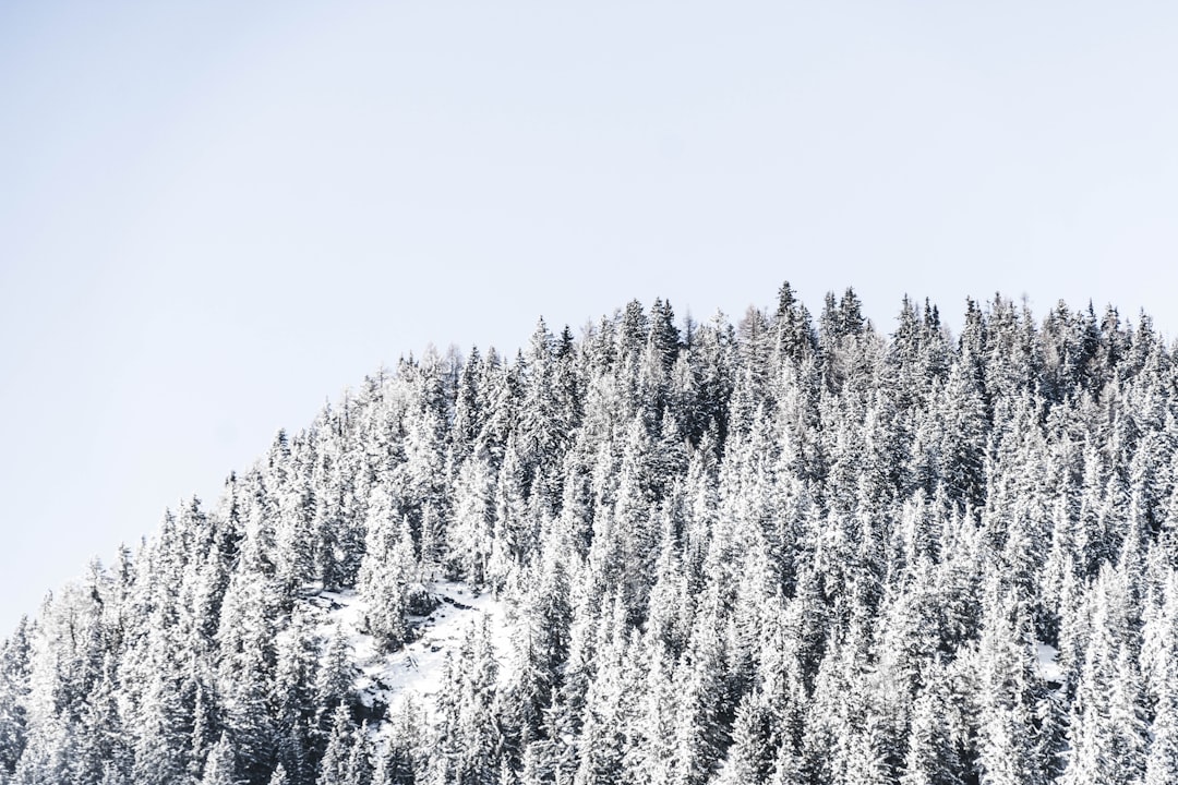 snow covered trees