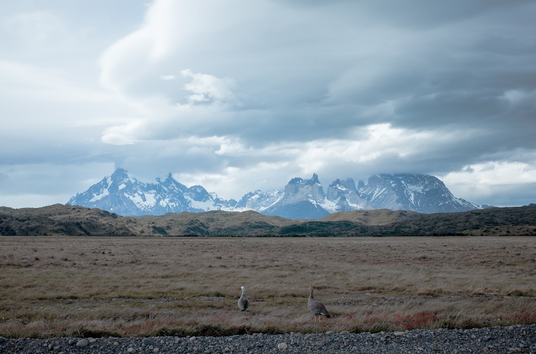brown field, Lost in Patagonia