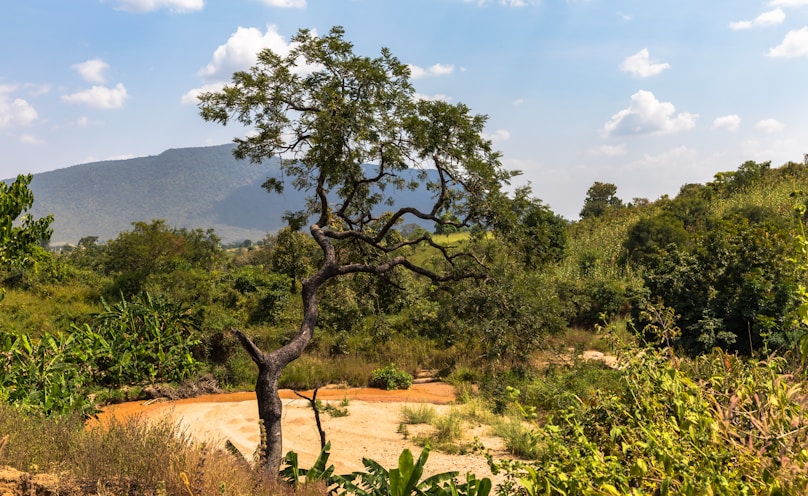 green trees overlooking mountain during daytime