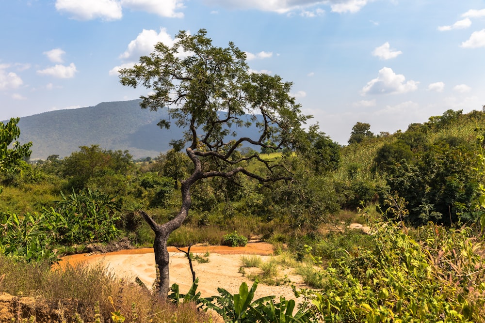 green trees overlooking mountain during daytime