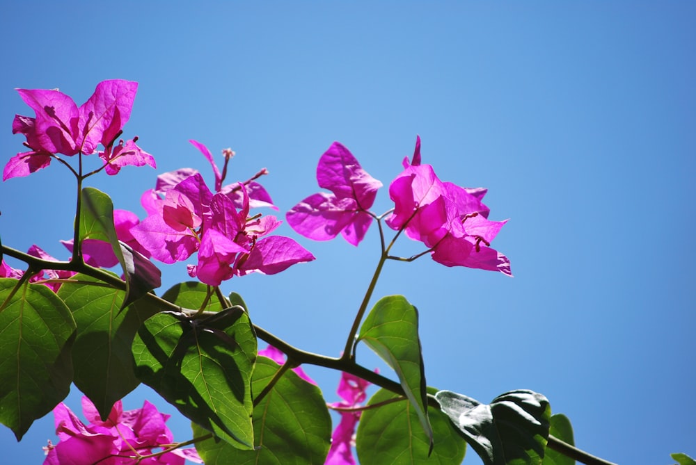 shallow focus photo of purple flowers