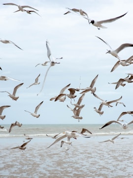 flying birds at daytime
