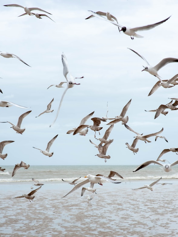 flying birds at daytime
