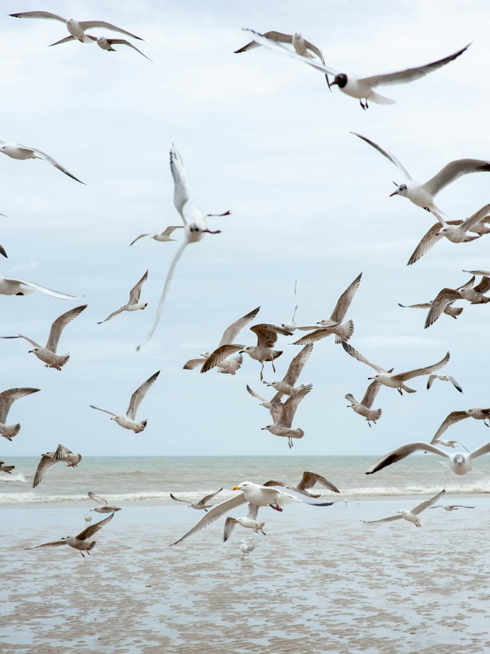 flying birds at daytime